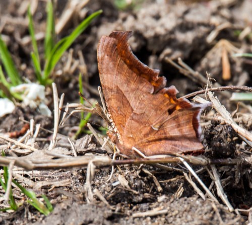 Question Mark butterfly