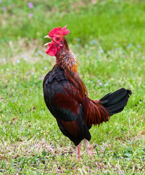 bantam rooster