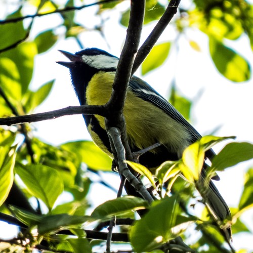 singing bird in Vienna