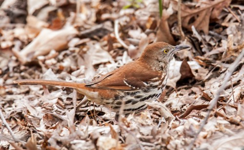 Brown Thrasher