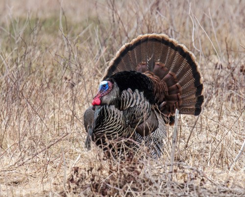 Wild Turkey
