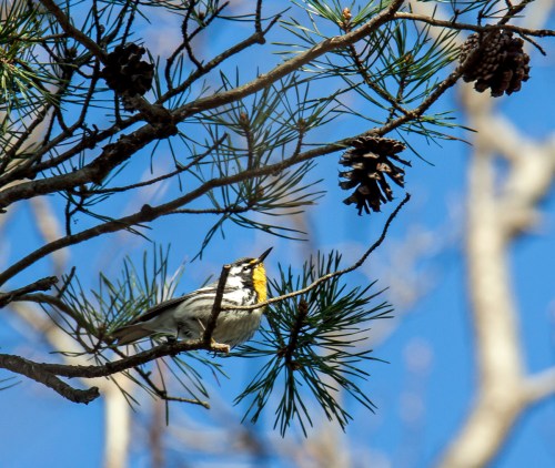 Yellow-throated Warbler