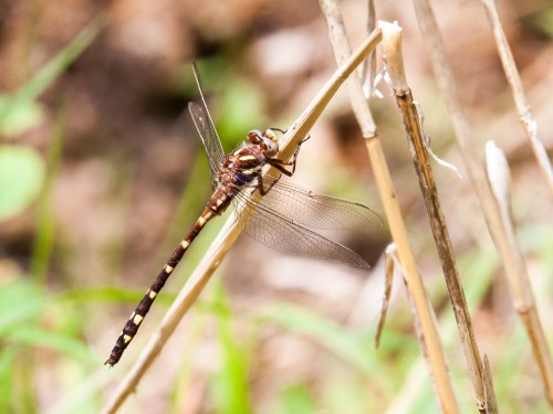 Brown Spiketail