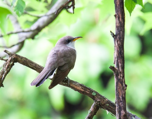Yellow-billed Cuckoo