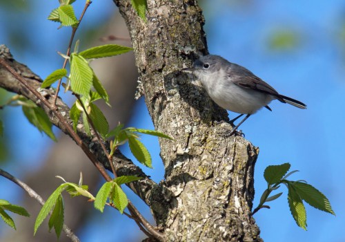 Blue-gray Gnatcatcher