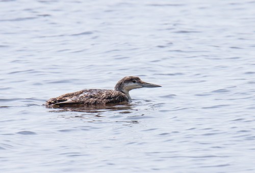 Common Loon
