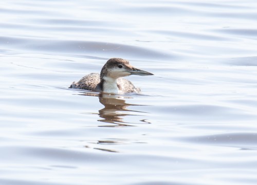 Common Loon