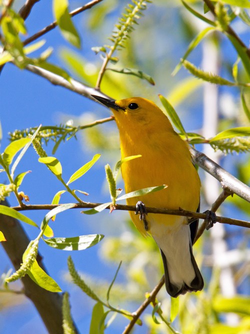 Prothonotary Warbler