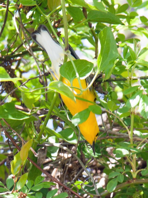 Prothonotary Warbler
