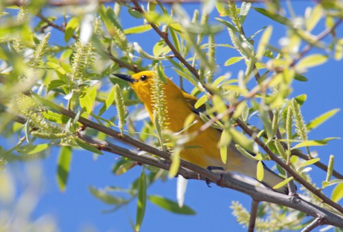Prothonotary Warbler