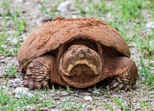snapping turtle