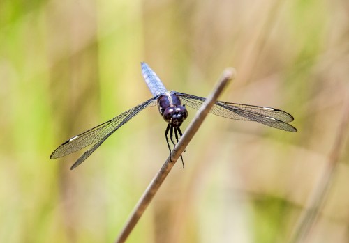 Spangled Skimmer