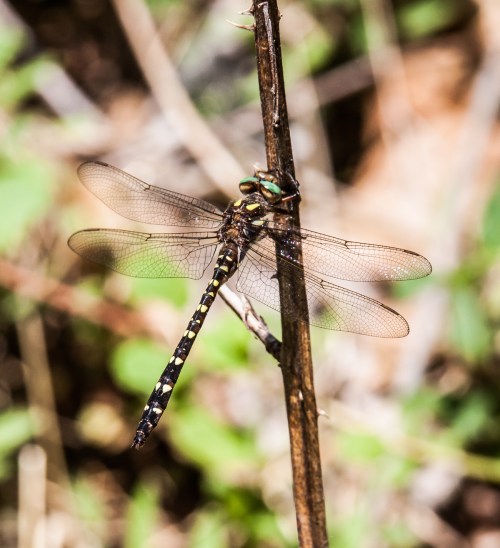 Twin-spotted Spiketail