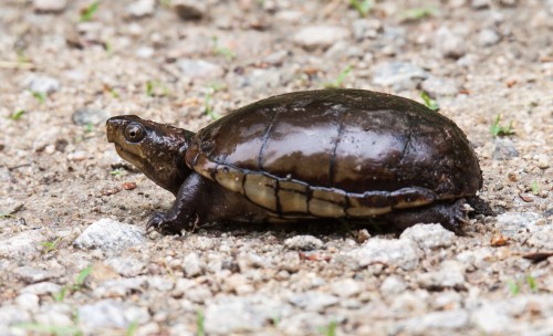 Eastern Mud Turtle