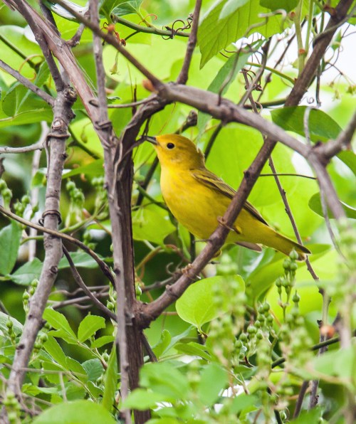 Yellow Warbler