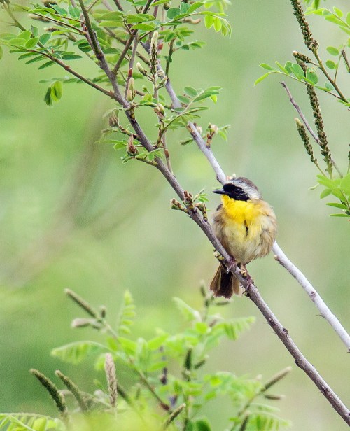 Common Yellowthroat