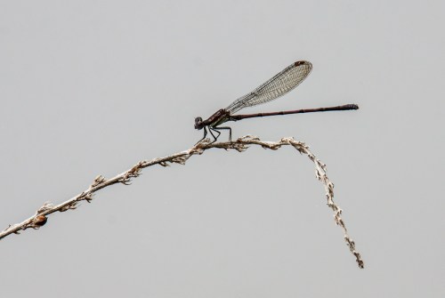 tranquil damselfly
