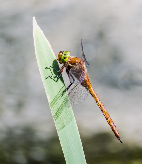 Green-eyed Hawker