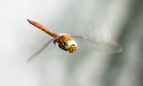 Green-eyed Hawker