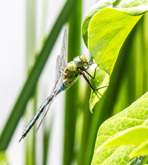 Emperor dragonfly