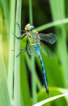 emperor2_3June_blog
