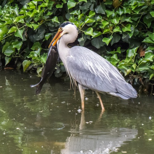 Grey Heron