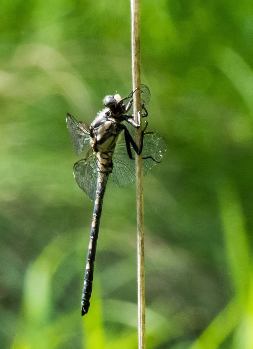Gray Petaltail
