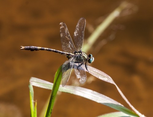 Unicorn Clubtail