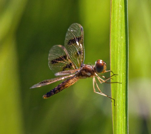 Eastern Amberwing