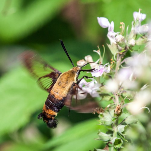 Snowberry Clearwing moth