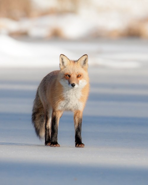 fox on frozen pond