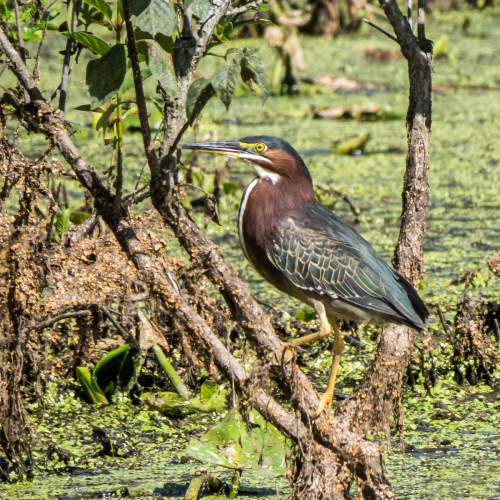 Green Heron