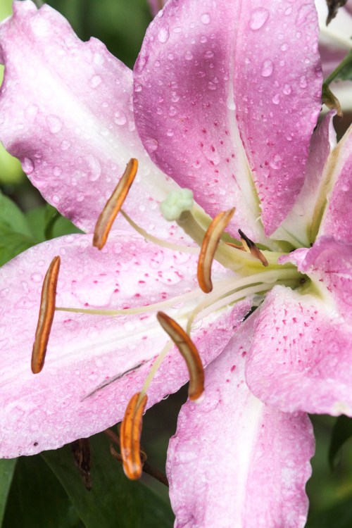 pink lily