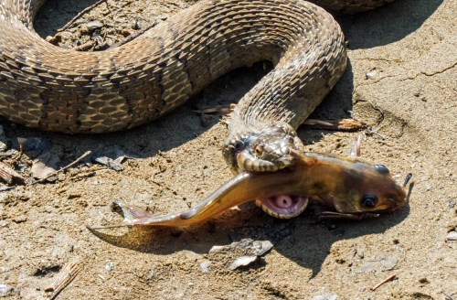 snake versus fish