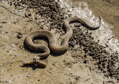snake versus fish