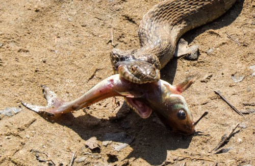 snake versus fish