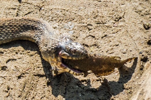 snake versus fish