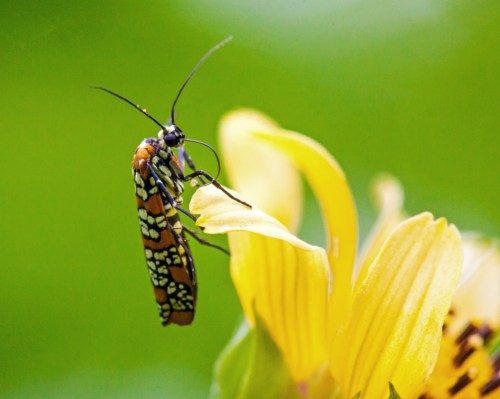 Ailanthus Webworm moth