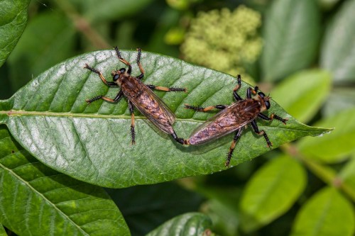 Red-footed Cannibalfly
