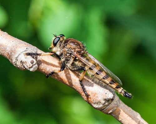 Red-footed Cannibalfly