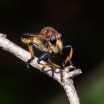 cannibalfly2_17Aug_blog