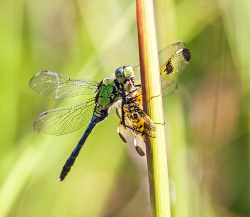 Eastern Pondhawk versus Calico Pennant