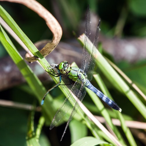 Eastern Pondhawk