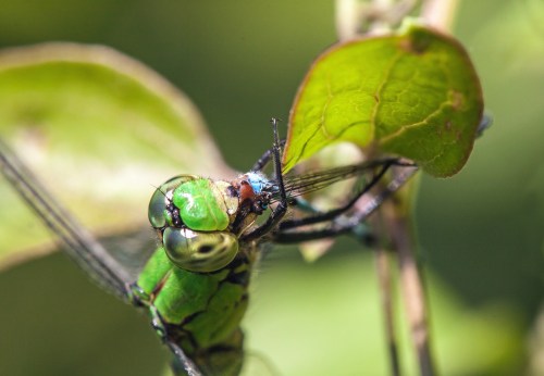Eastern Pondhawk