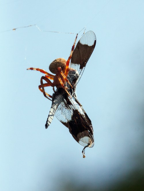 common whitetail dragonfly