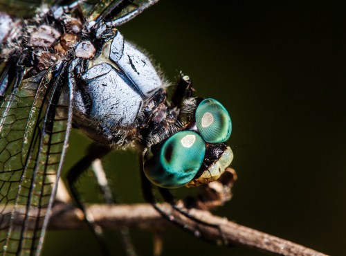 Great Blue Skimmer