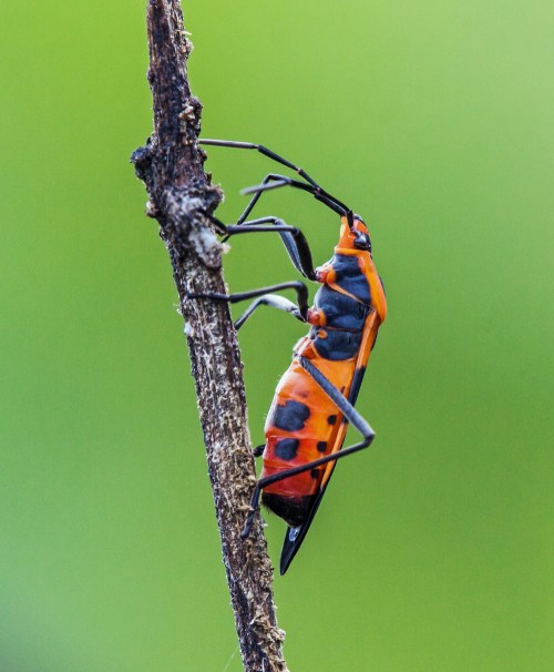 Large Milkweed Bug