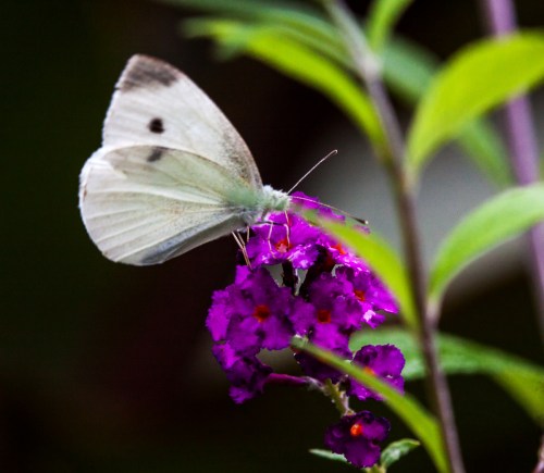 Cabbage White butterfly