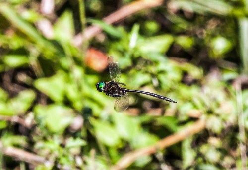 fine-lined emerald