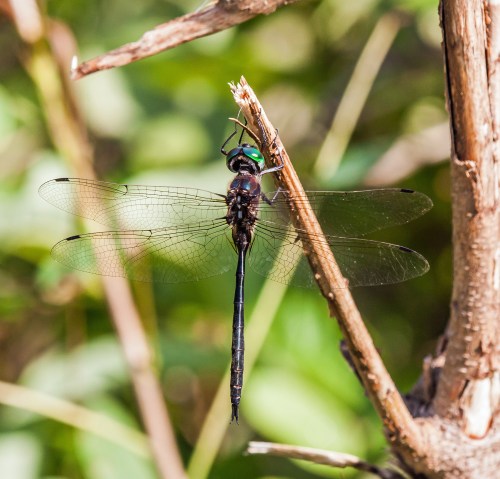 Fine-lined Emerald